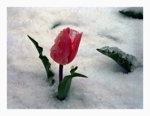 цветок под снегом
