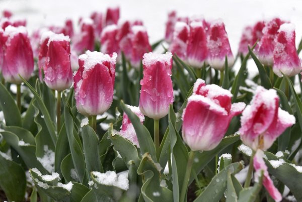 тюльпан снежный кристал