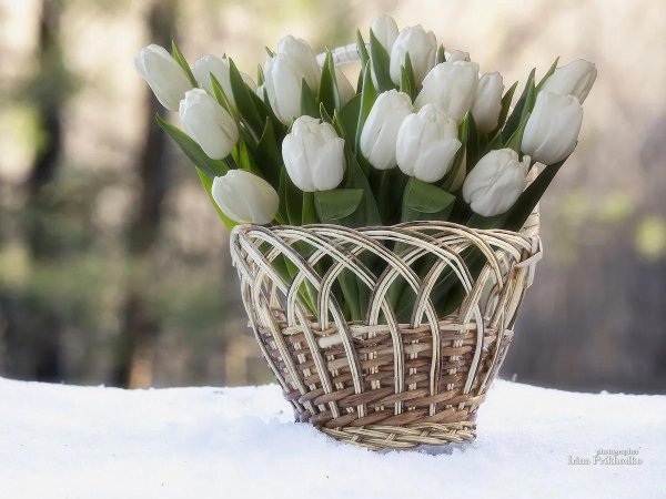 корзина с тюльпанами