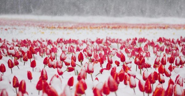 поле тюльпанов