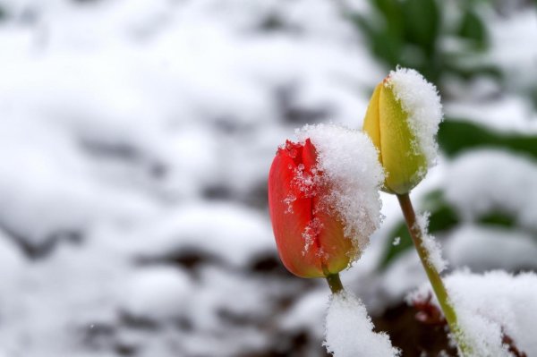 тюльпан в снегу