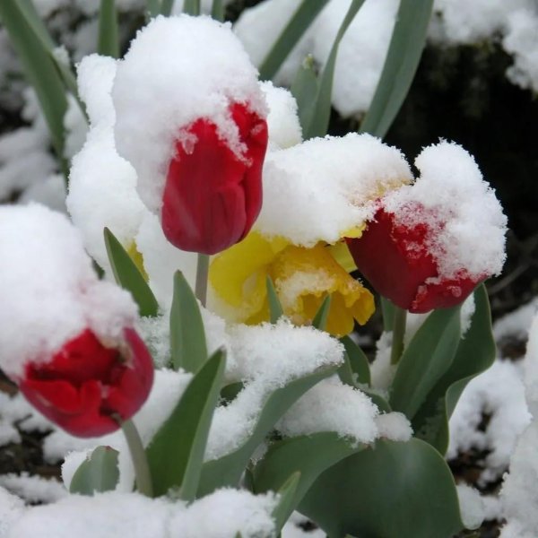 цветок под снегом