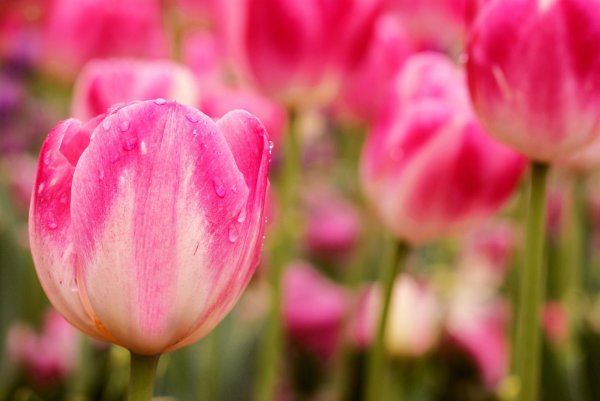 тюльпан пинк роуз