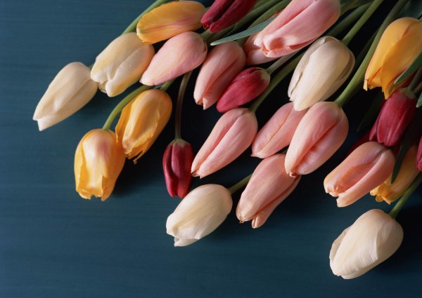 букет тюльпан