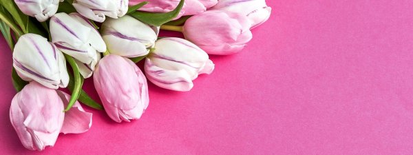 фон с тюльпанами