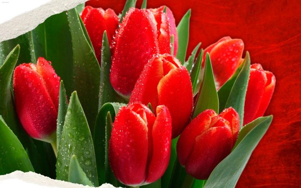 открытка с тюльпанами