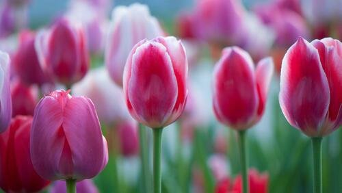 тюльпан триумф