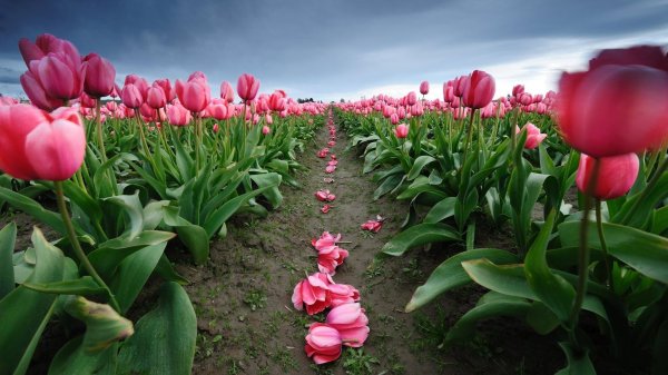 тюльпановое поле