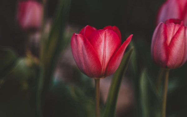 тюльпан зурел