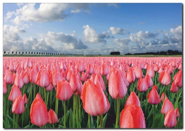 поле тюльпанов