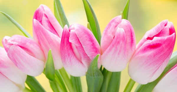 тюльпан jumbo pink