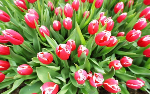 сорта тюльпанов