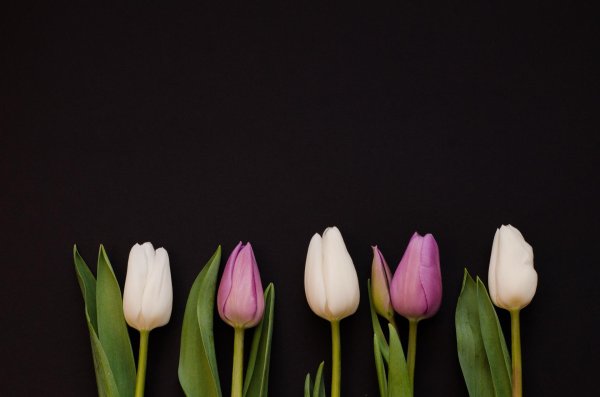 фон с тюльпанами