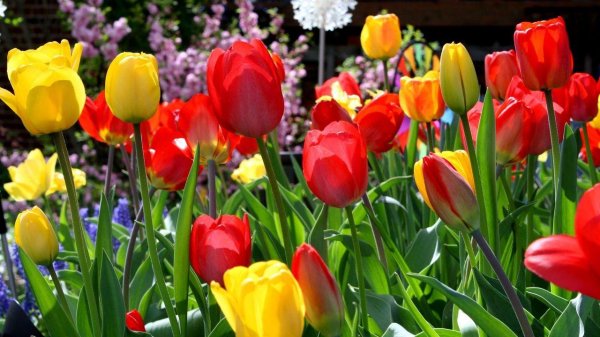 тюльпан многоцветковый торонто