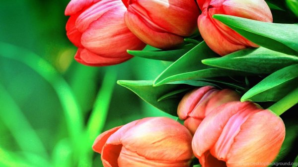 цветок тюльпан