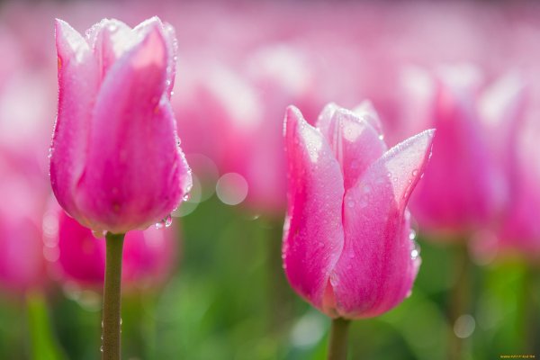 тюльпан розовый