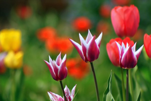 тюльпан либридже