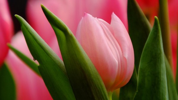 тюльпан зурел