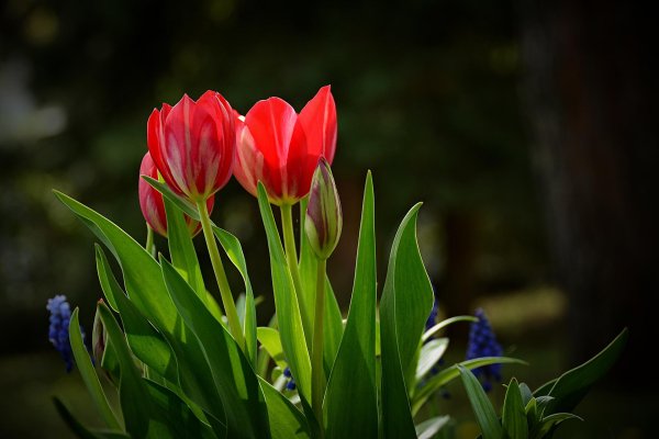 тюльпан красный