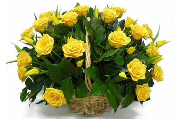 желтая роза