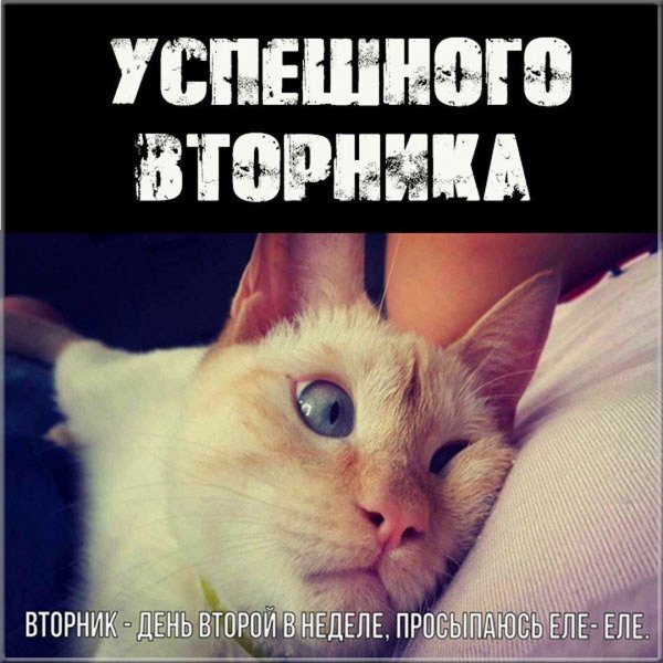 котик утро
