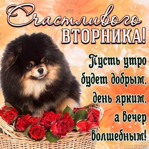 шпиц померанский