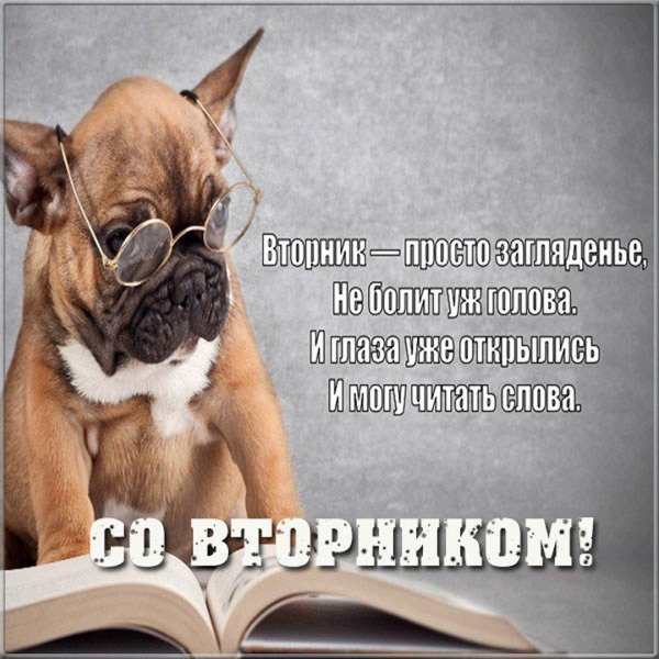 смешные цитаты про вторник