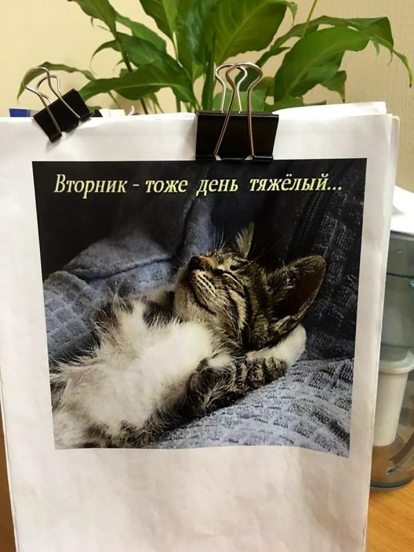 вторник приколы