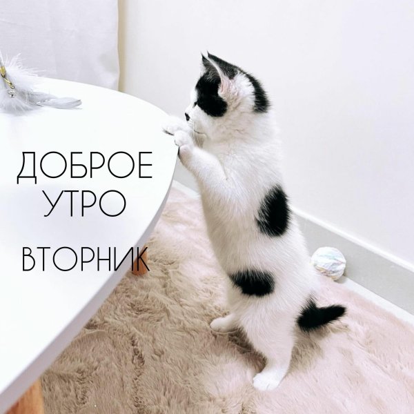 доброго утра вторник