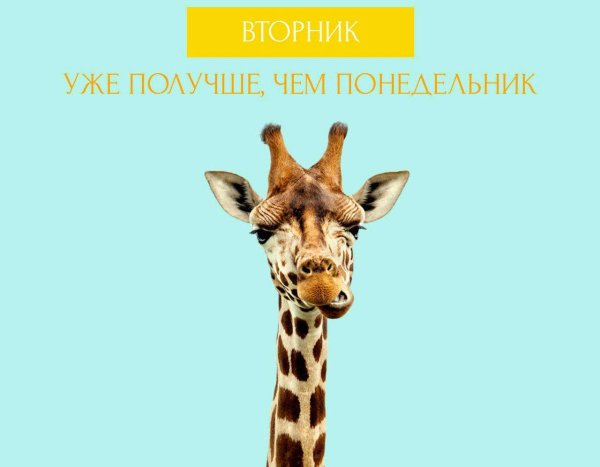 лицо жирафа