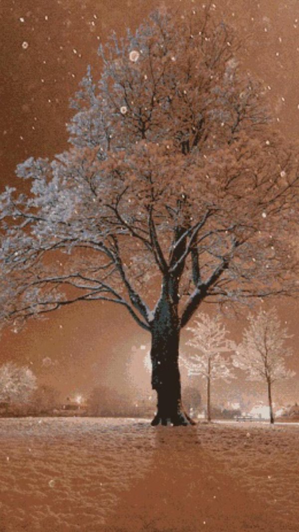 заснеженное дерево