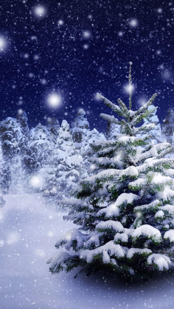 новогодний лес