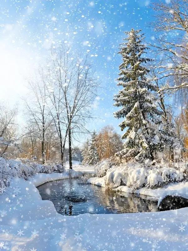 заснеженный лес