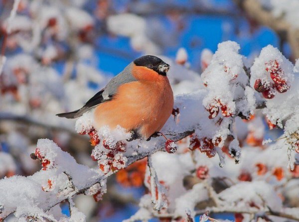 птица снегирь