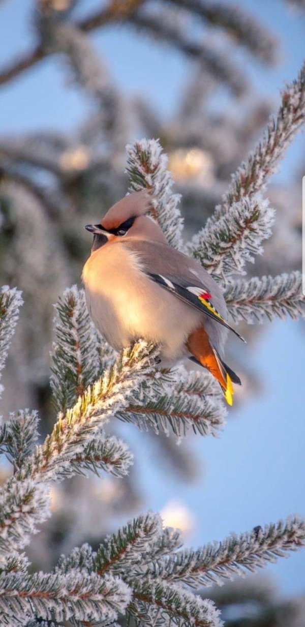 свиристель сибирская