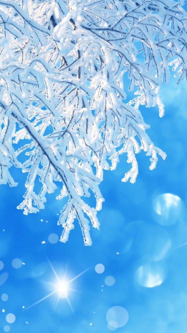 ветка в снегу