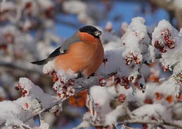 птица снегирь