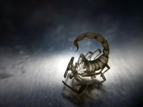 представители скорпионов