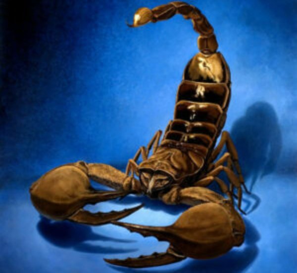 скорпион сила