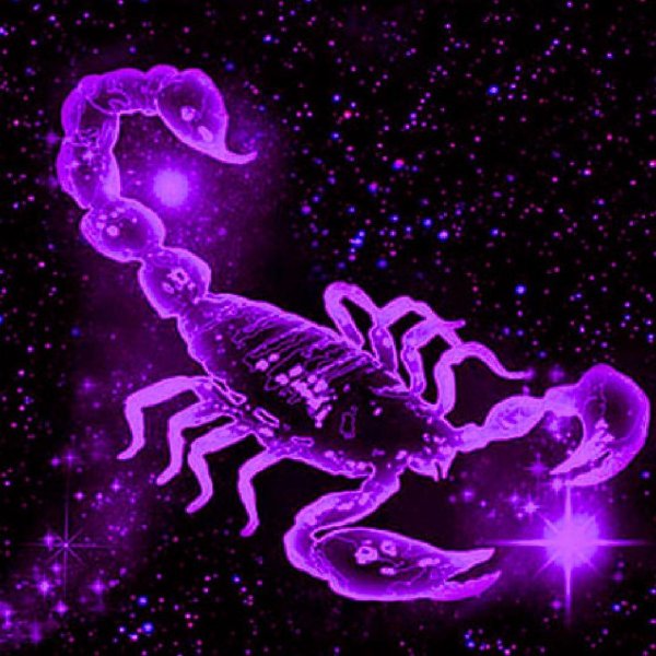 скорпион красивый