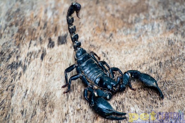 скорпион heterometrus cyaneus