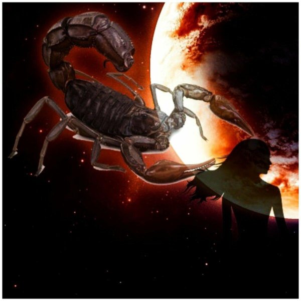 красивый скорпион