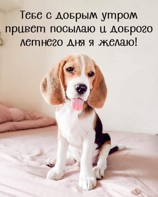 доброе утро с собаками