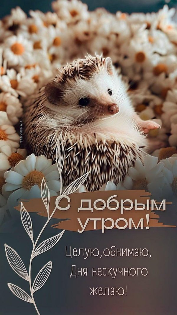 ежик доброе утро