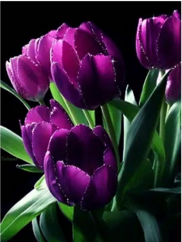 тюльпан пурпл лорд