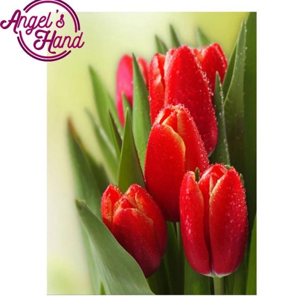 тюльпан красный