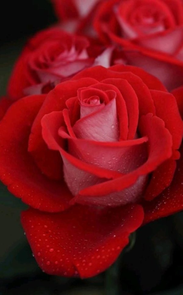 мерцающие розы