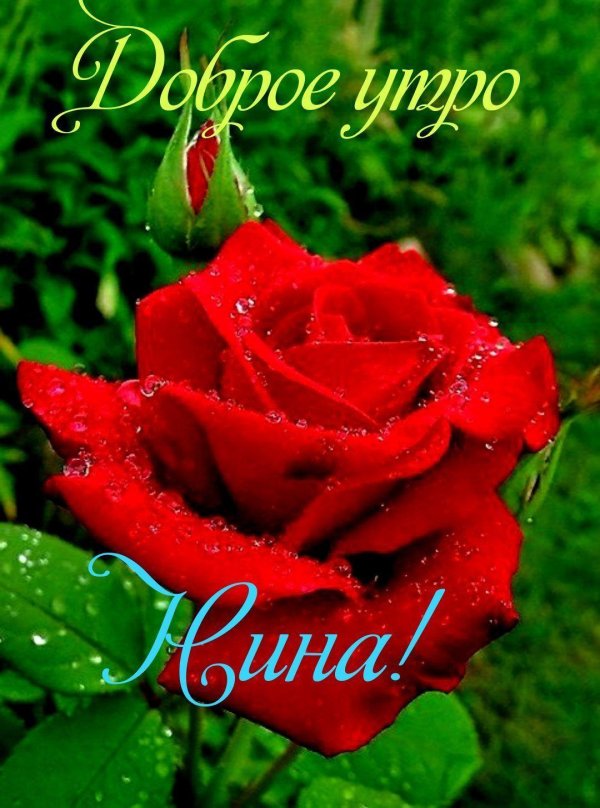 доброе утро ниночка