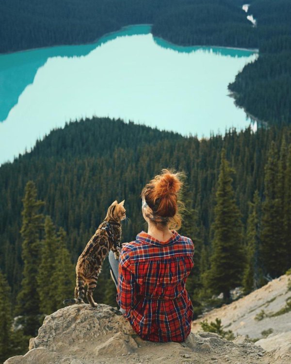 сьюки кот путешественник