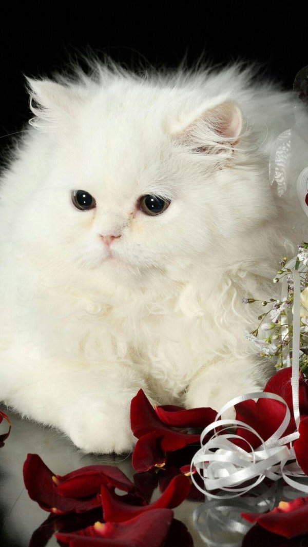 котики живые